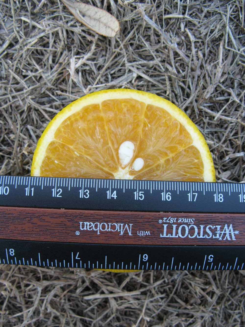              Fruit cross-section (Winter Haven, FL)       